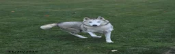 Mixed Breed dogs for sale: Lily - Ad 4