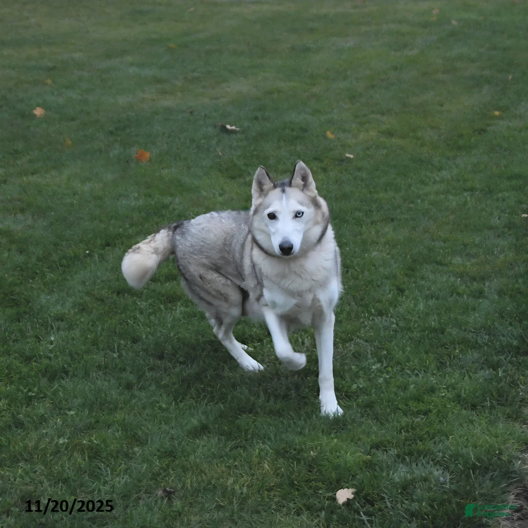 Mixed Breed dogs for sale: Lily - Ad 4
