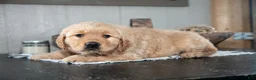 Golden Retriever dogs for sale: Zach - Ad 1