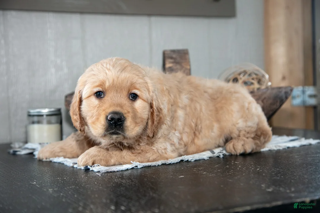 Golden Retriever dogs for sale: Zach - Ad 1