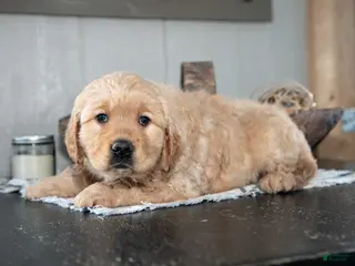 Golden Retriever dogs for sale: Zach - Ad 2