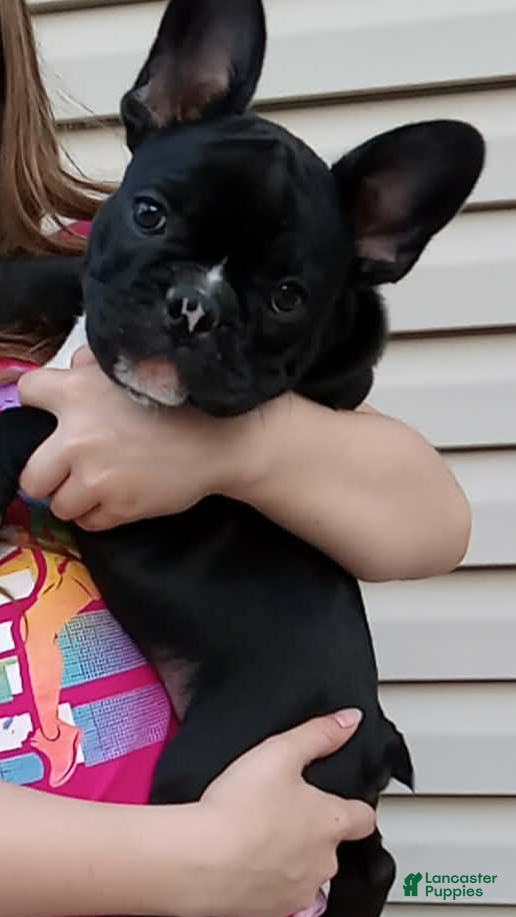 French Bulldog dogs Chip - Ad 6