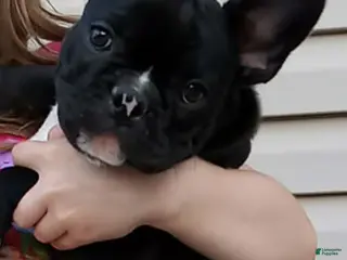 French Bulldog dogs Chip - Ad 6