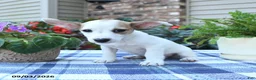 Jack Russell Terrier dogs for sale: Pansy - Ad 1