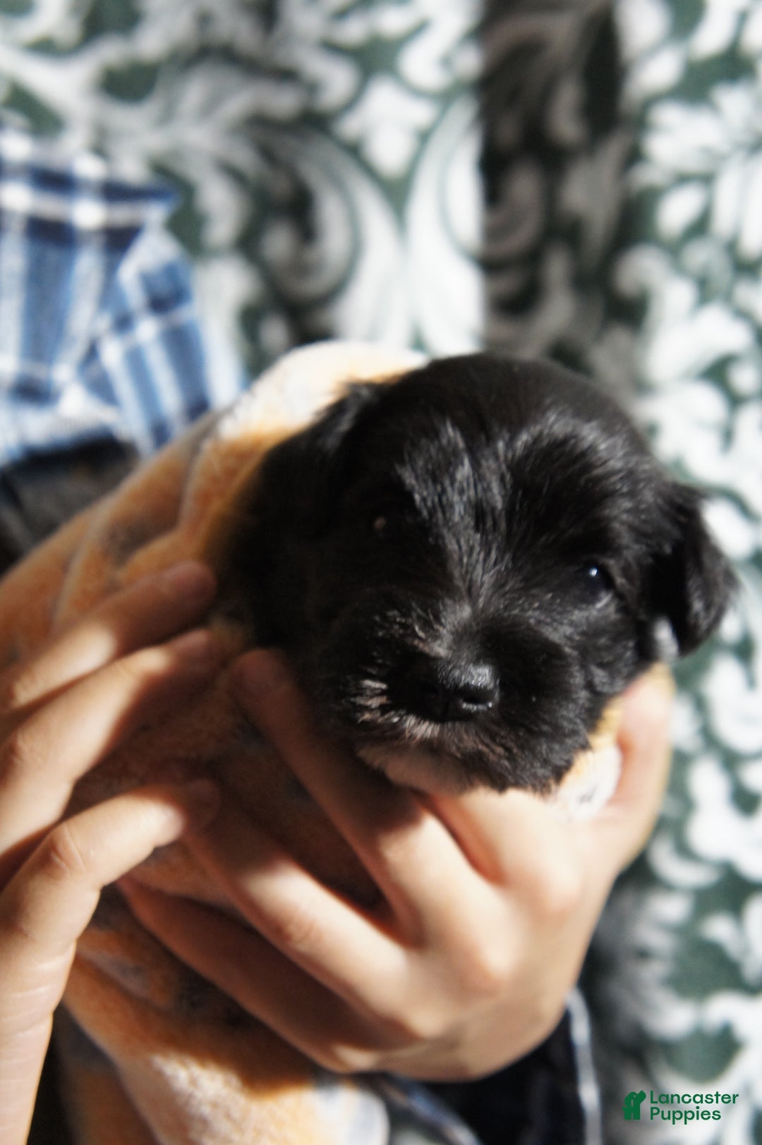 Miniature Schnauzer dogs for sale: Chloe - Ad 16