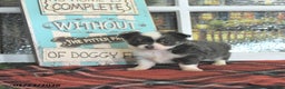 Chihuahua dogs for sale: Cupid - Ad 3