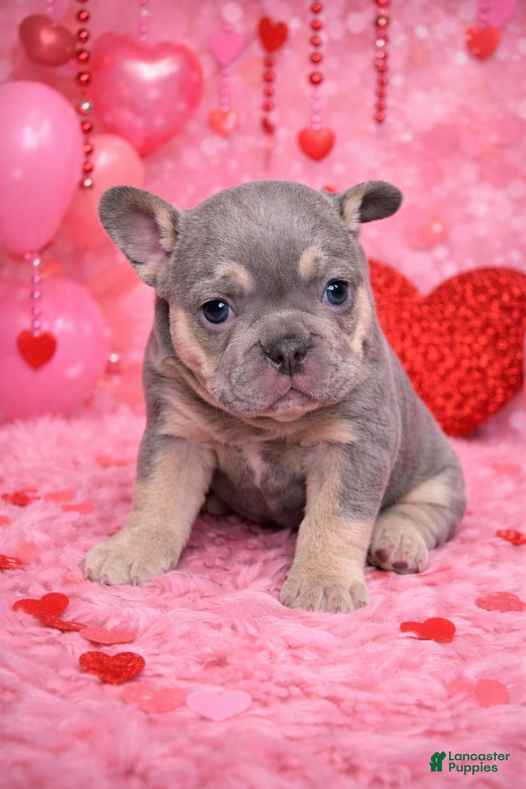 French Bulldog dogs for sale: Frankie - Ad 1