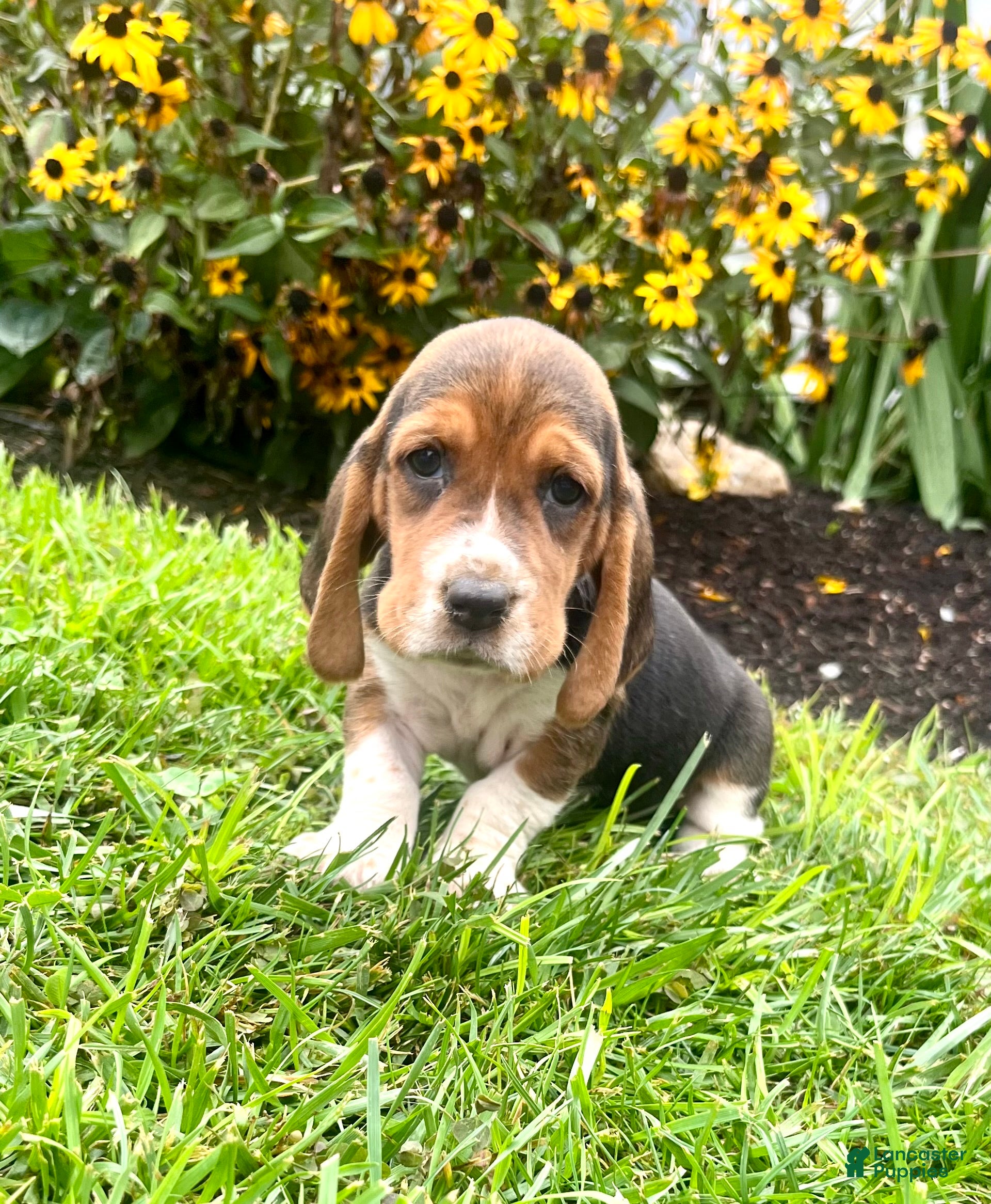 Basset Hound dogs Bella❤️AKC Registered - Ad 1
