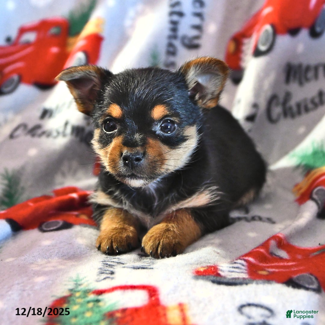 Morkie dogs for sale: Marty - Ad 2