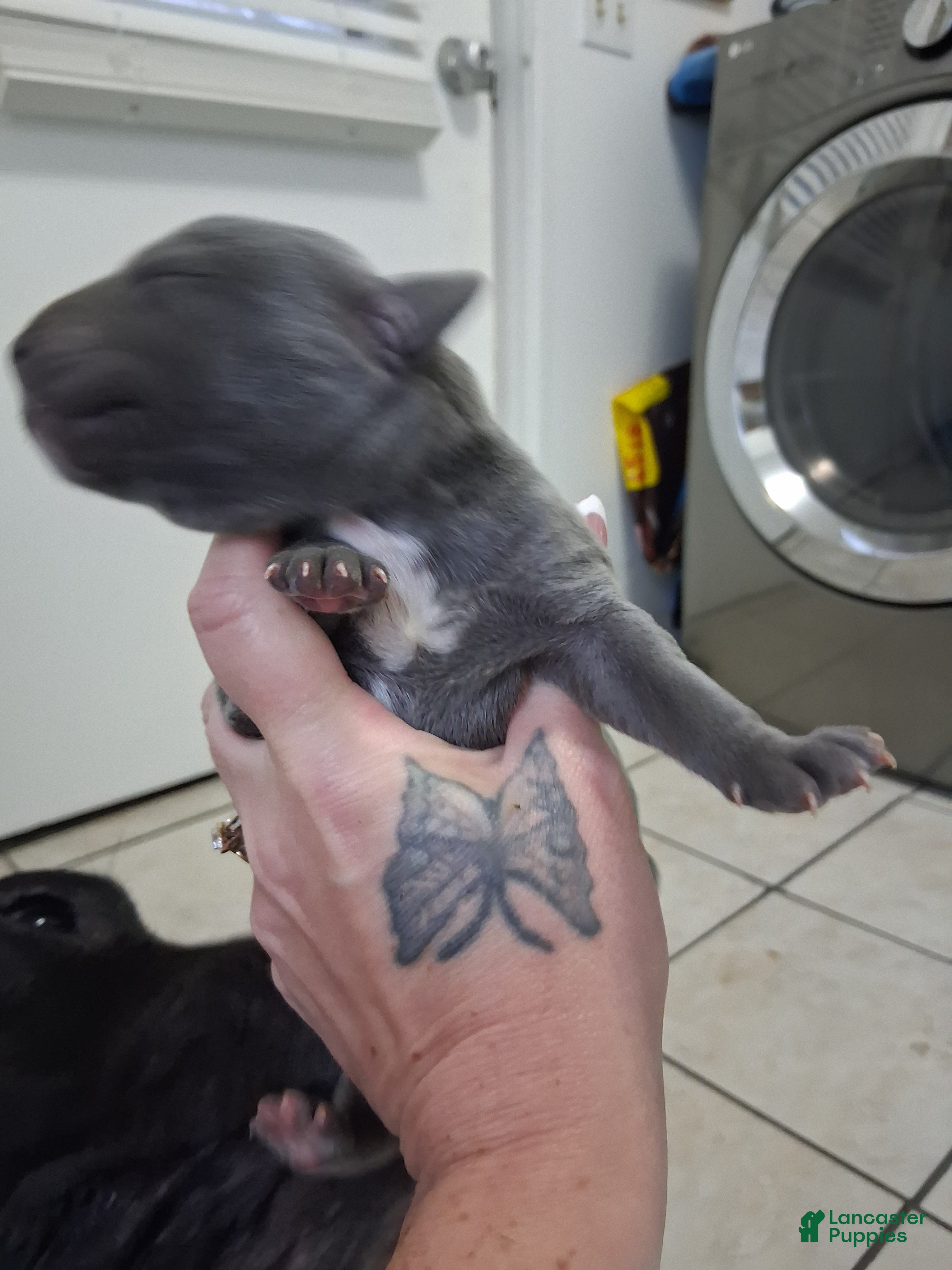 Great Dane dogs Great Dane 1 - Ad 7