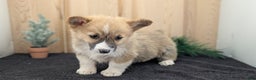 Welsh Corgi Pembroke dogs for sale: Sky - Ad 4