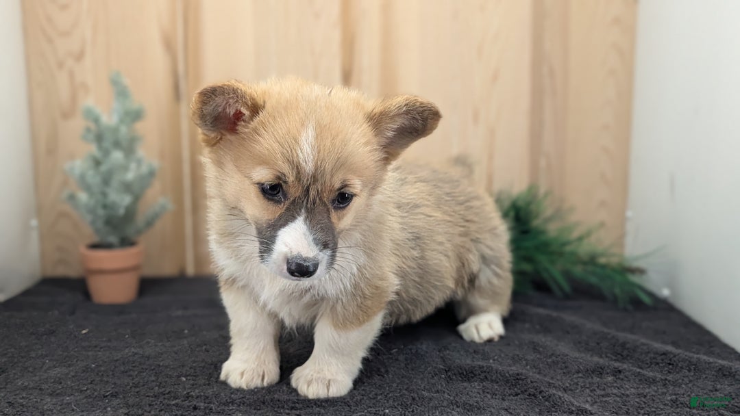 Welsh Corgi Pembroke dogs for sale: Sky - Ad 4