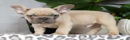 French Bulldog dogs for sale: Ulysses - Ad 4