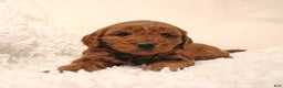 Mini Goldendoodle dogs for sale: Bella - Ad 2