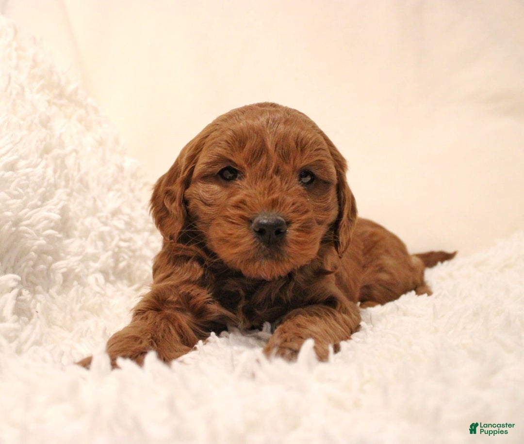 Mini Goldendoodle dogs for sale: Bella - Ad 2