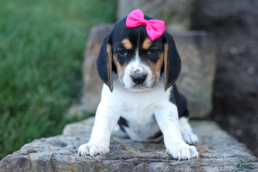 Beagle dogs for sale: Cora 💖 - Ad 2