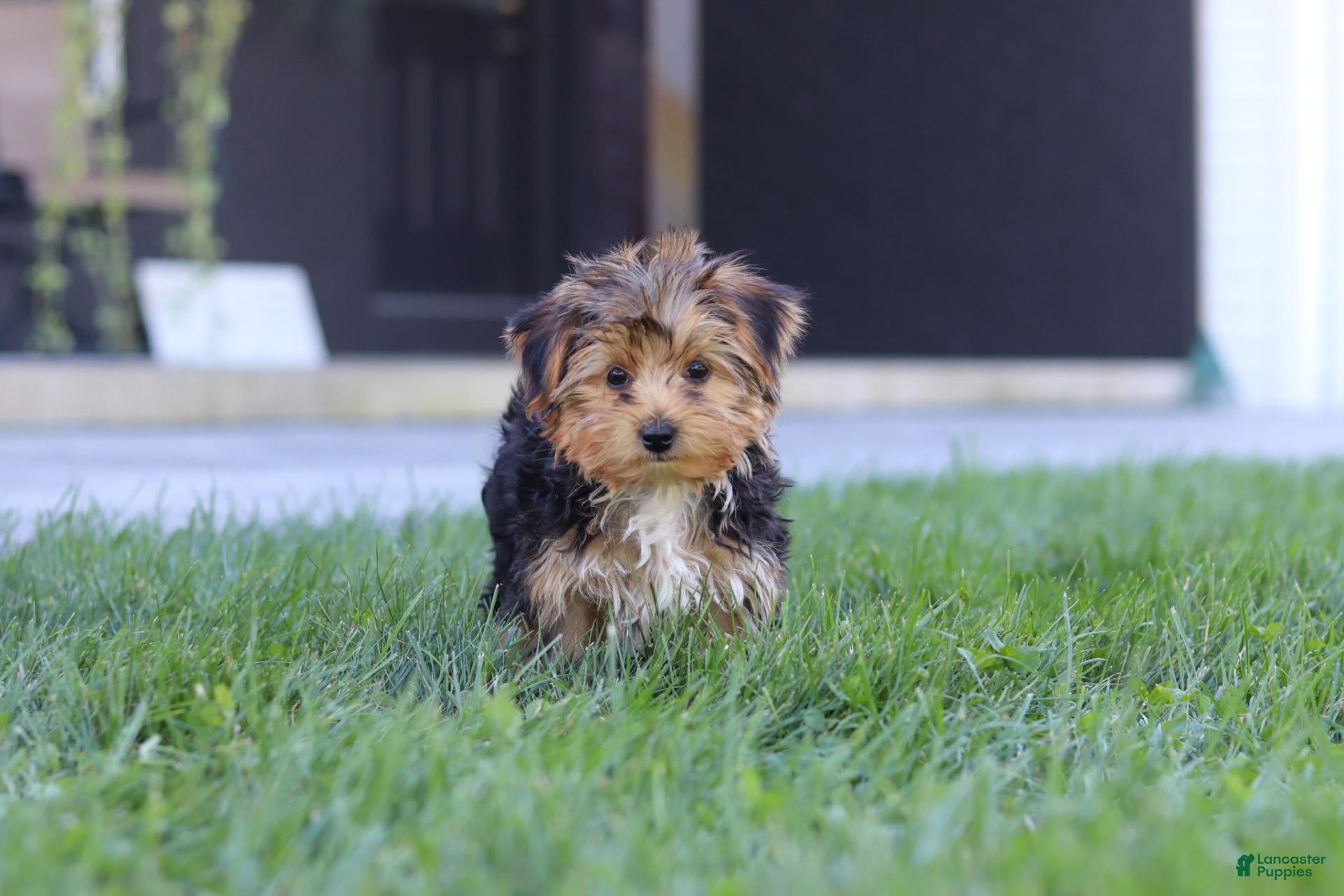 Yorkiepoo dogs Winston - Ad 2