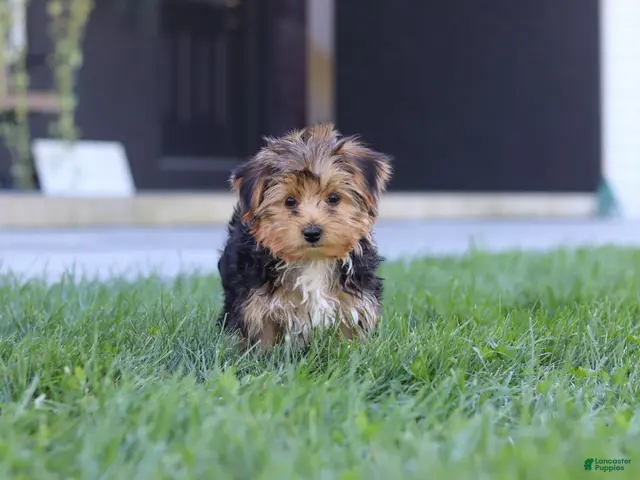 Yorkiepoo dogs for sale: Winston - Ad 2