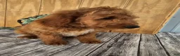 Mini Goldendoodle dogs for sale: Ace - Ad 10