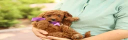 Mini Goldendoodle dogs for sale: Birdie - Ad 6