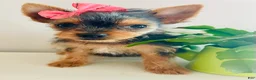 Yorkshire Terrier dogs for sale: Queenie (teacup) - Ad 8