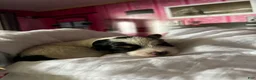 Mixed Breed dogs for sale: Blush - Ad 10