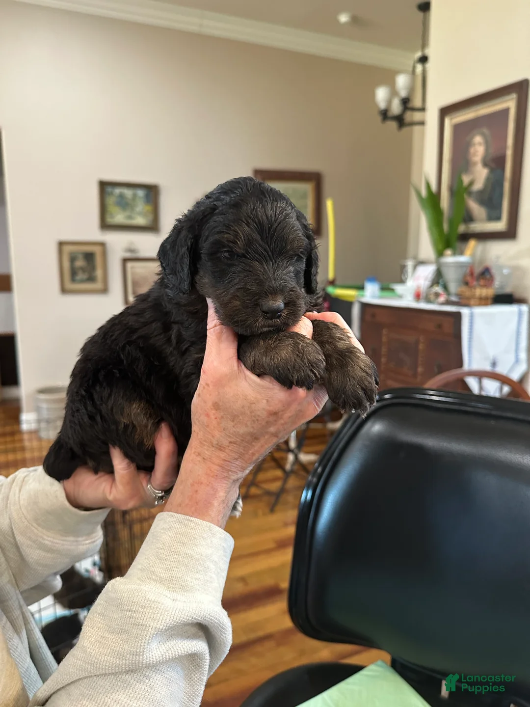 Mixed Breed dogs for sale: Female # 5 English  Shepherd Doodle  - Ad 4