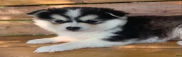 Alaskan Klee Kai dogs for sale: Beautiful Gal~~Charise! - Ad 7