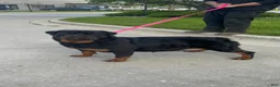 Rottweiler dogs for sale: Rottweiler Puppy 3 - Ad 10