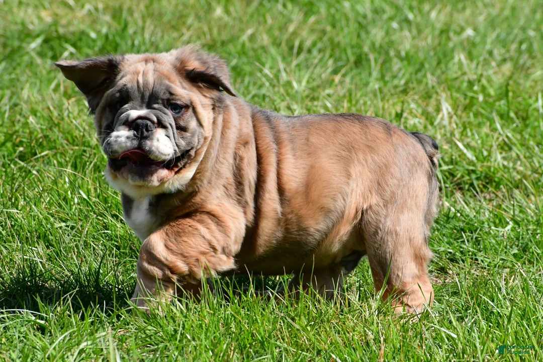 English Bulldog dogs for sale: Faris - Ad 1