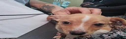 Chiweenie dogs for sale: Chiweenie Puppy 1 - Ad 9