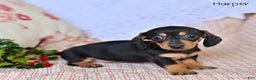Miniature Dachshund dogs for sale: Harper - Ad 2
