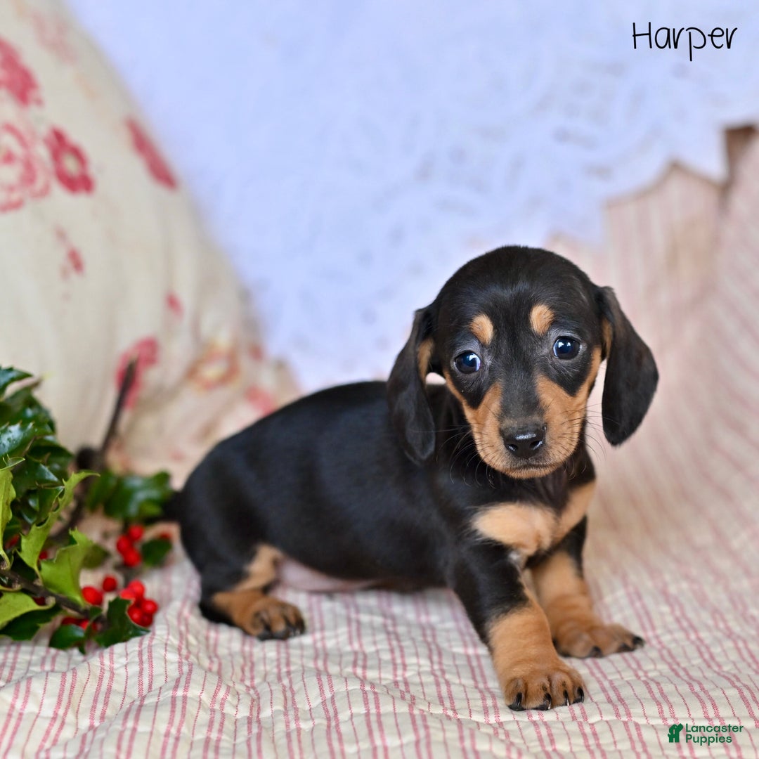 Miniature Dachshund dogs for sale: Harper - Ad 2