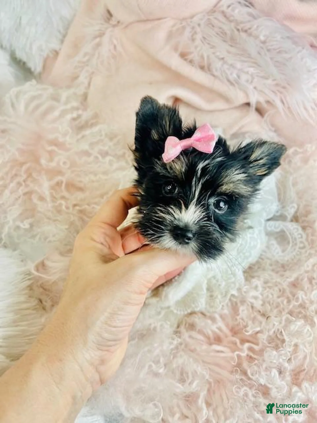 Yorkshire Terrier dogs for sale: Yorkshire Terrier Puppy 2 - Ad 4
