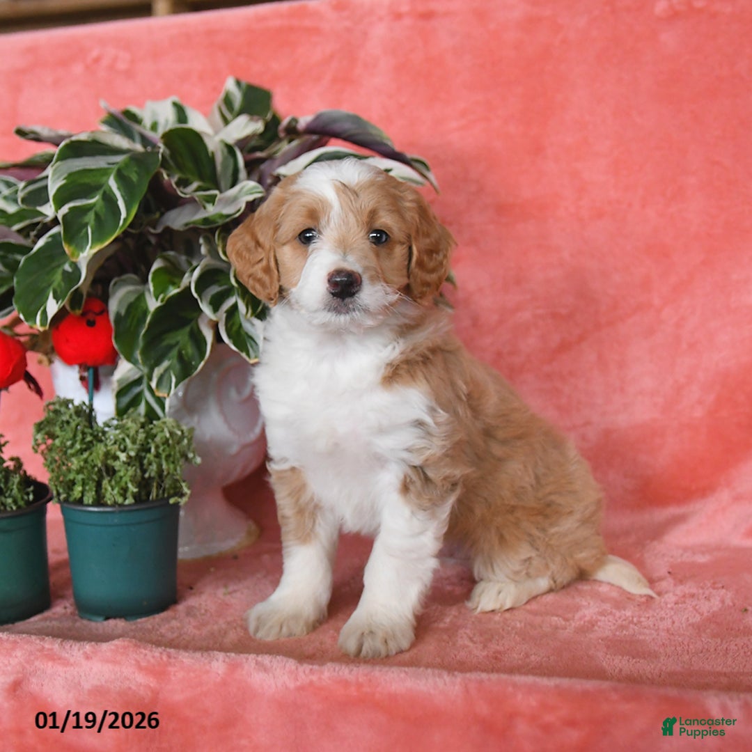 Mini Aussiedoodle dogs for sale: Champ   - Ad 1