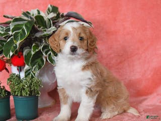 Mini Aussiedoodle dogs Champ - Ad 9