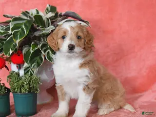 Mini Aussiedoodle dogs Champ - Ad 16