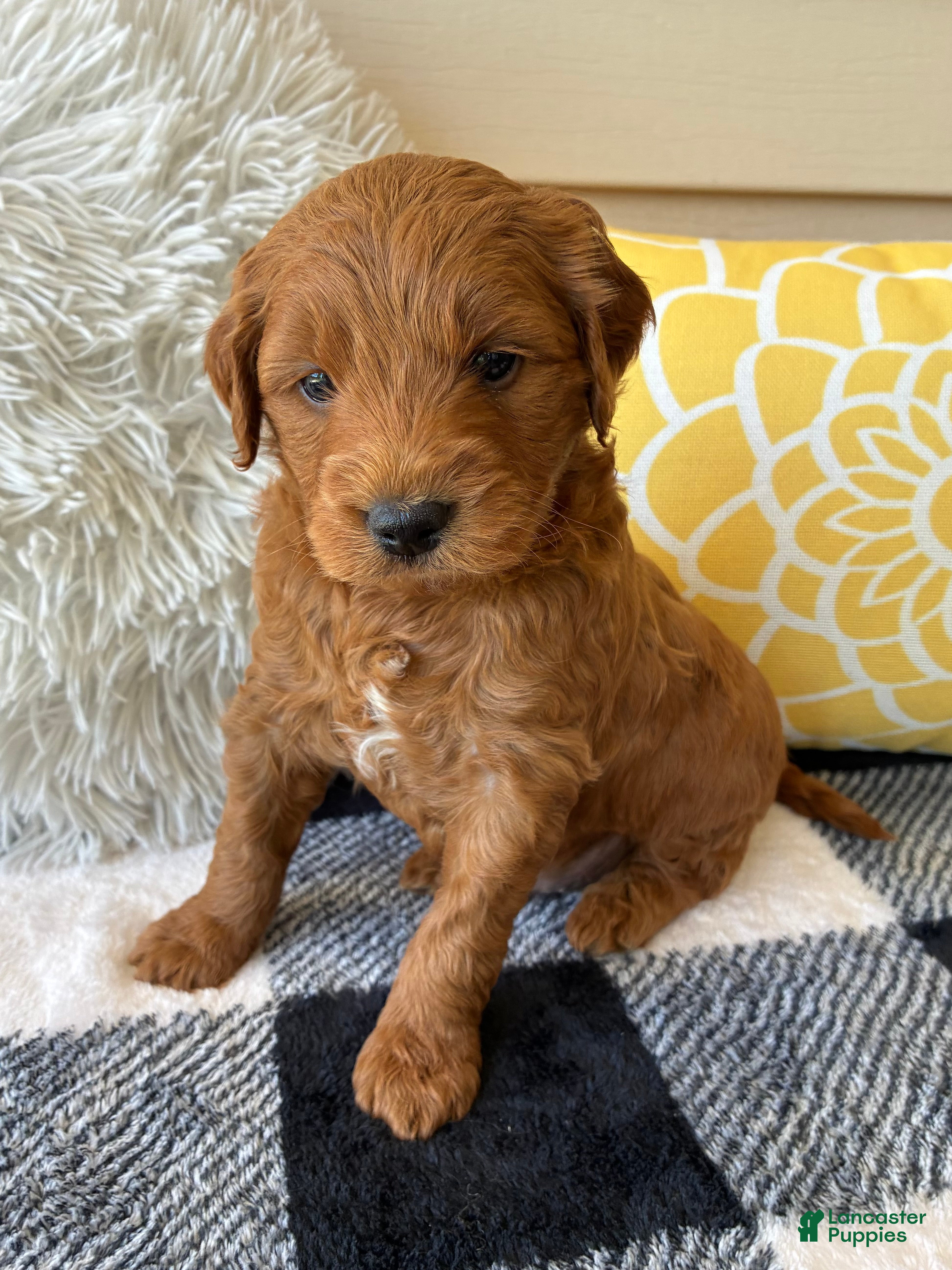 Mini Goldendoodle dogs Mini Goldendoodle “Milo” - Ad 1