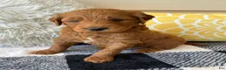 Mini Goldendoodle dogs for sale: Mini Goldendoodle “Milo” - Ad 1