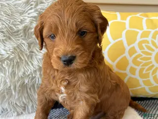 Mini Goldendoodle dogs for sale: Mini Goldendoodle “Milo” - Ad 2