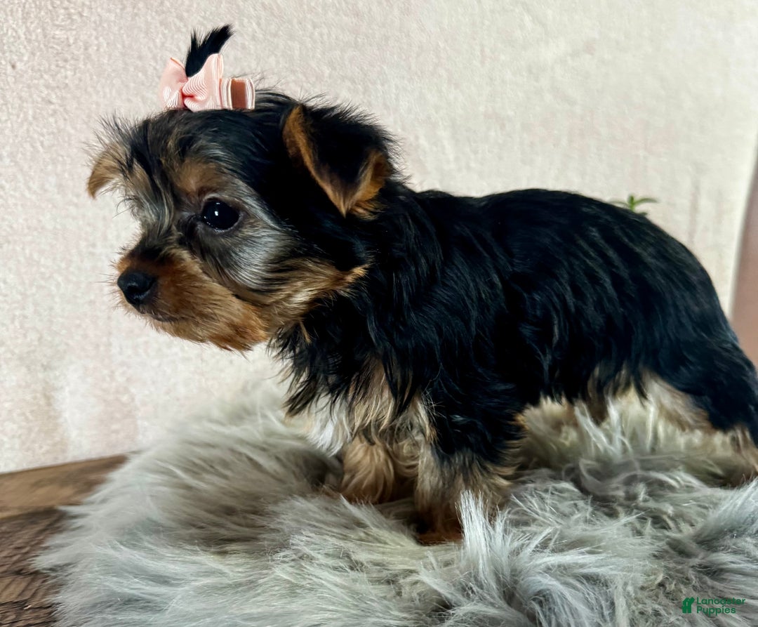 Yorkshire Terrier dogs for sale: Willow - Ad 4
