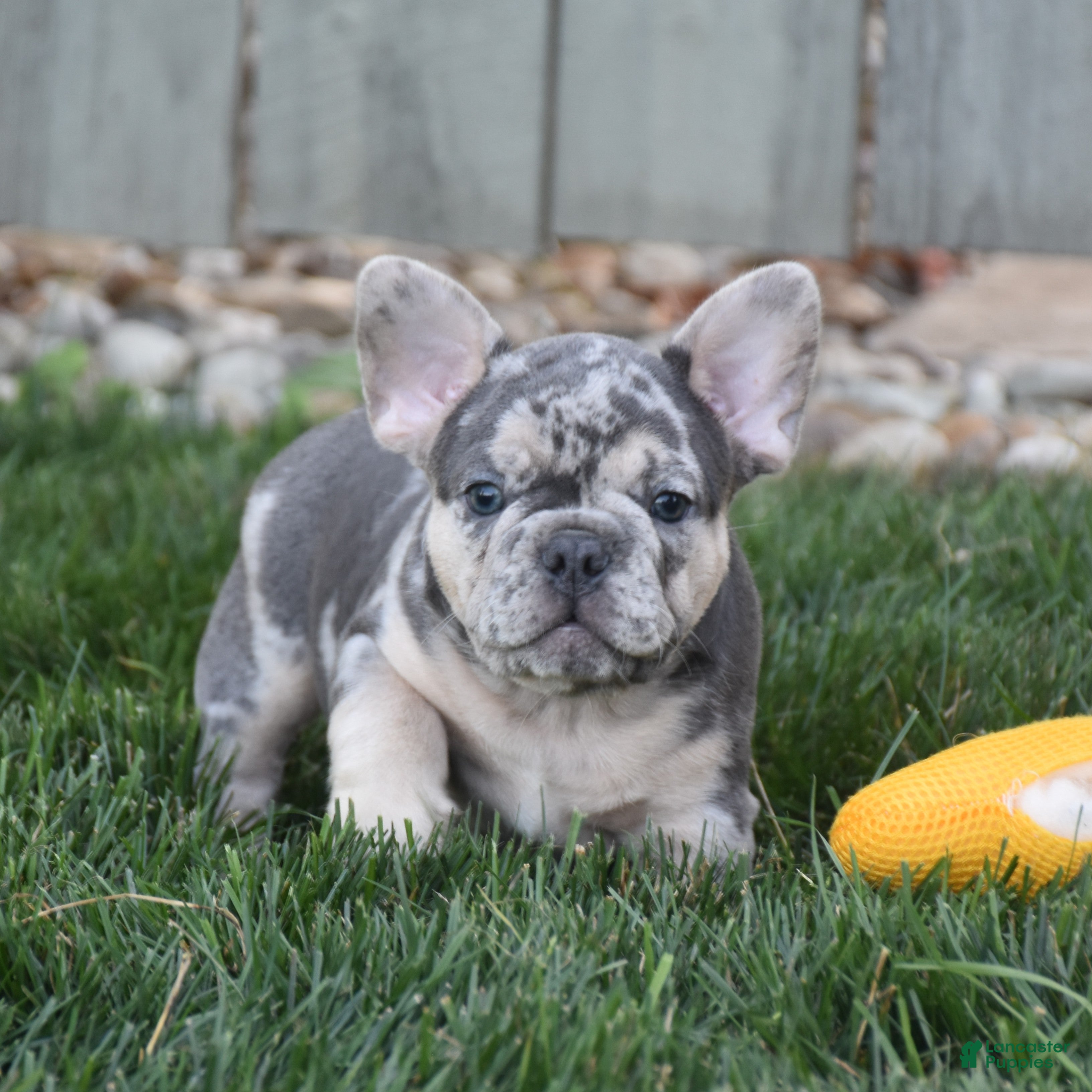 French Bulldog dogs Flash - Ad 2