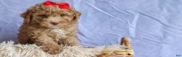 Miniature Poodle dogs for sale: ANDREW - Ad 4