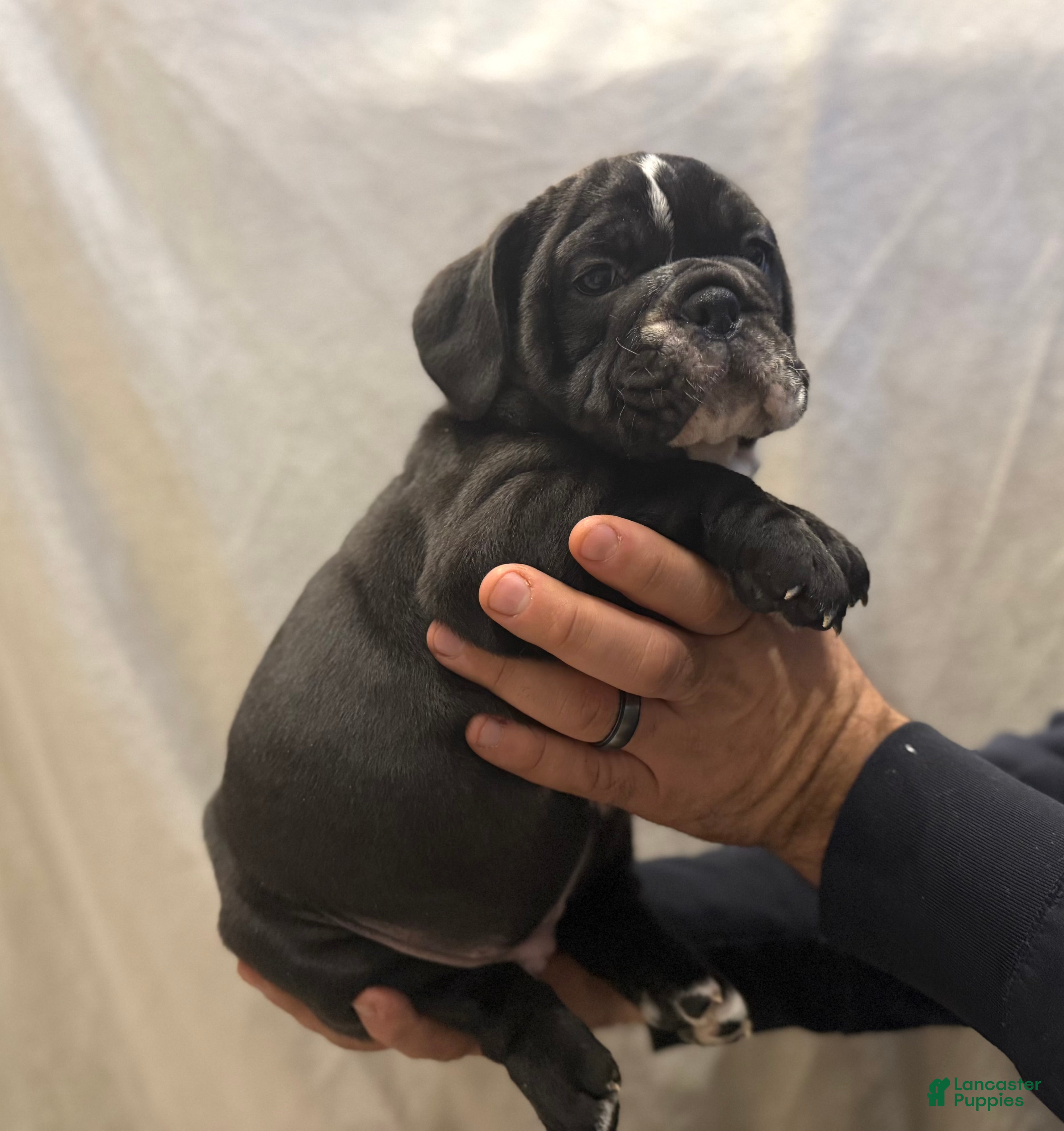 English Bulldog dogs Charlie - Ad 41