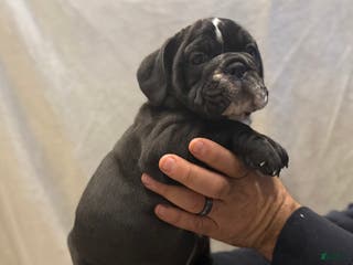 English Bulldog dogs Charlie - Ad 23