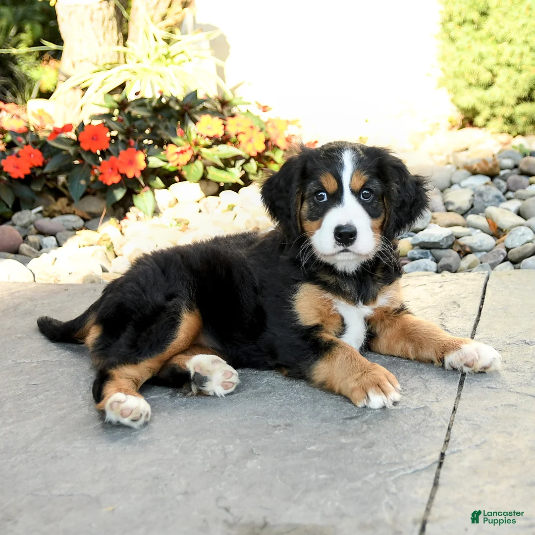 Miniature Bernese Mountain Dog dogs for sale: Blossom - Ad 3