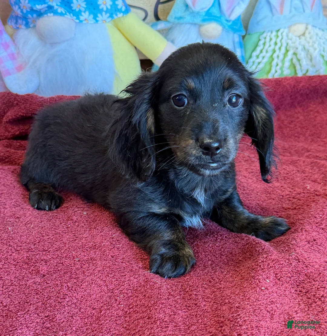 Miniature Dachshund dogs for sale: Spanky - Ad 1