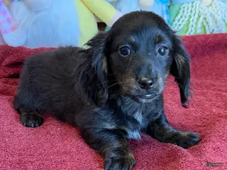 Miniature Dachshund dogs Spanky - Ad 16