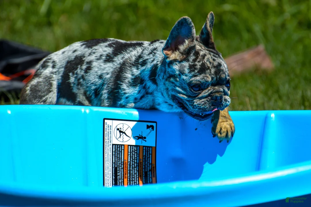 French Bulldog dogs for stud: Merle - Ad 2