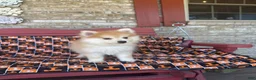 Pomsky dogs for sale: Ryder - Ad 4